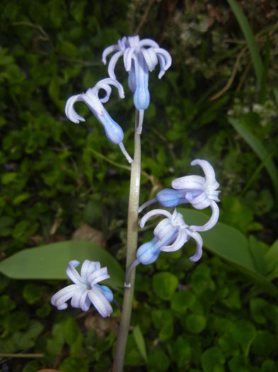 Hyacinth multiflora Blue (2016, April 01) - Hyacinth multiflora Blue