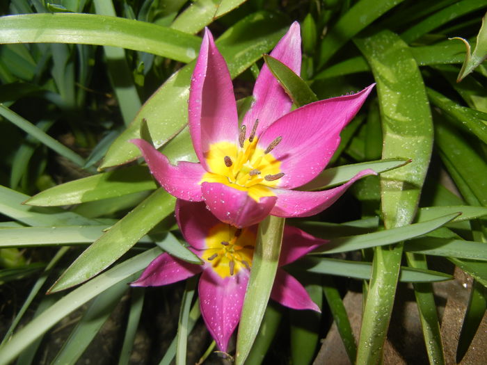 Tulipa pulchella Violacea (2016, April 01)