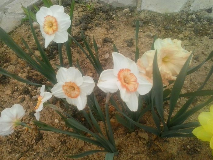professor einstein,apricot whirl