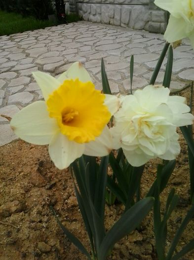 goblet - 2016 Primavara