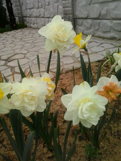 20160408_101440 - 2016 Primavara