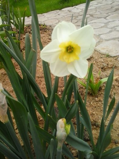 papillon blanc - 2016 Primavara