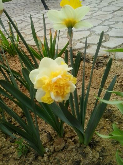 doctor witteveen - 2016 Primavara