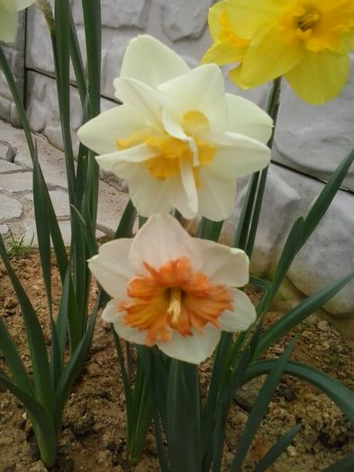 shrike, white lion,carlton - 2016 Primavara