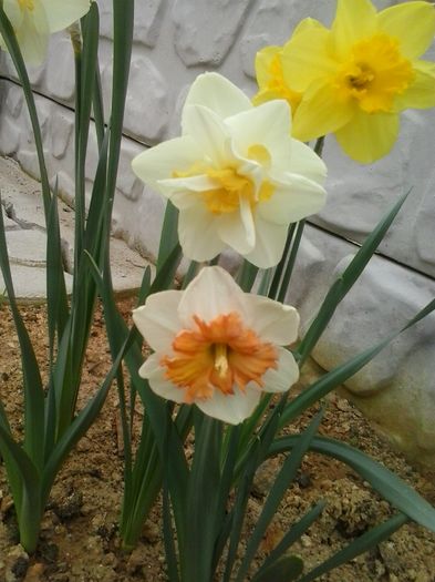 20160408_101516 - 2016 Primavara