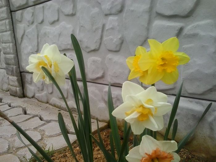 20160408_101519 - 2016 Primavara