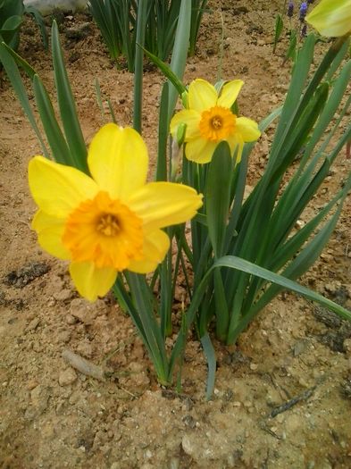 colour parade - 2016 Primavara