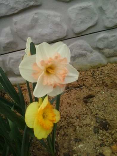 pink wonder,berlin - 2016 Primavara