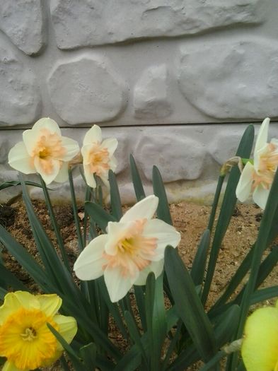 20160408_101557 - 2016 Primavara