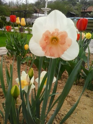 20160408_101611 - 2016 Primavara