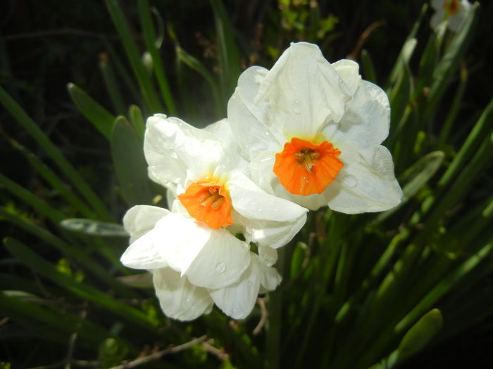 Narcissus Geranium (2016, April 01)
