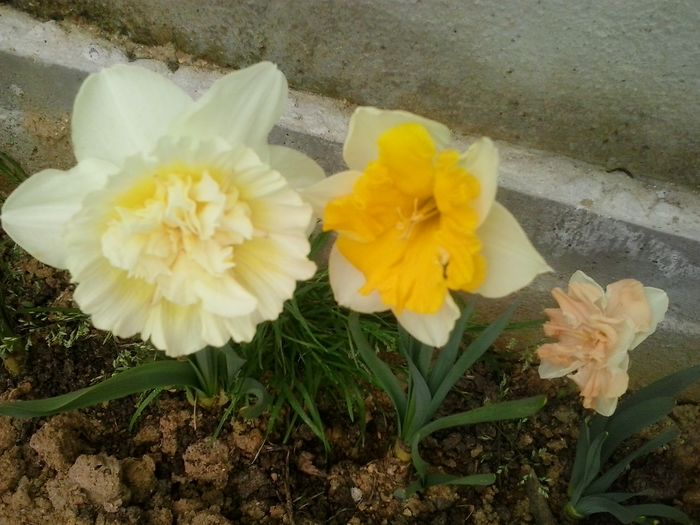 ice king,apricot whirl,orangery