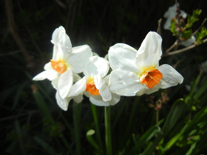 Narcissus Geranium (2016, April 01)