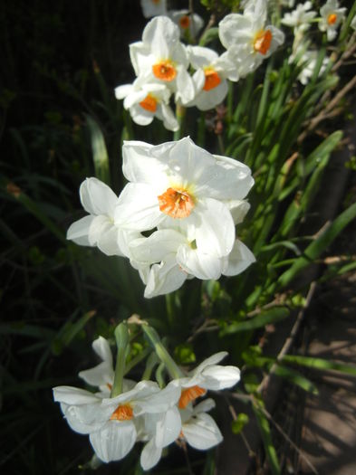 Narcissus Geranium (2016, April 01)