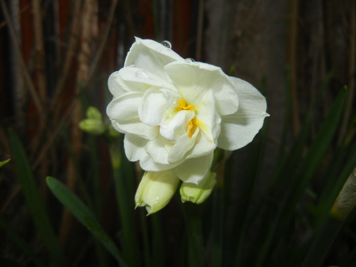 Narcissus Bridal Crown (2016, April 01) - Narcissus Bridal Crown