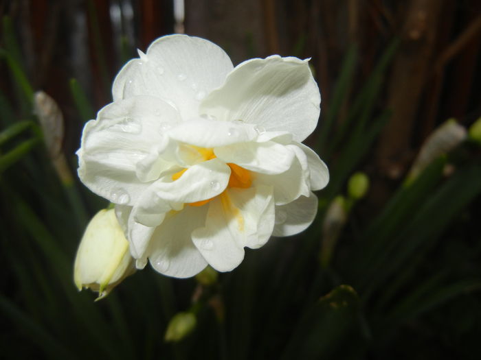 Narcissus Bridal Crown (2016, April 01)