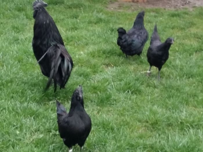 20160411_081314 - AYAM CEMANI