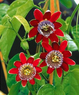 Passiflora alata - Passiflora Alata 2016