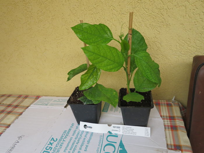 IMG_6557 - Passiflora Alata 2016