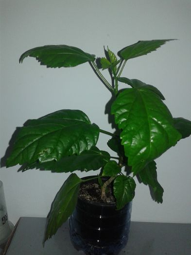 20160411_100116 - Hibiscus Dianthoides