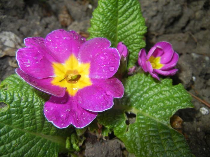 Violet Primula (2016, April 01) - PRIMULA Acaulis