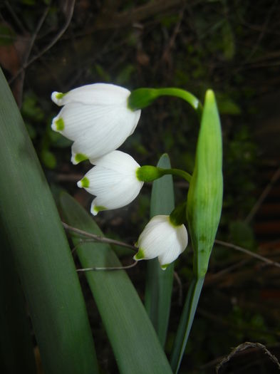 Leucojum aestivum (2016, April 01)