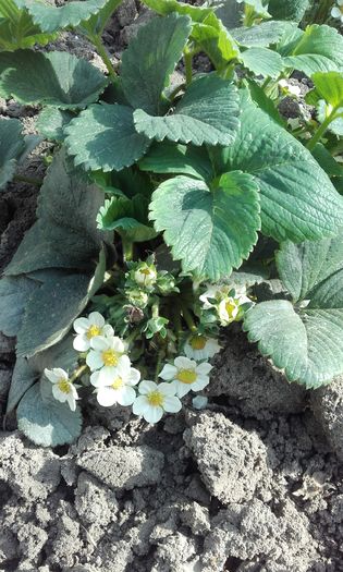 20160409_095028 - arbusti si pomi  fructiferi