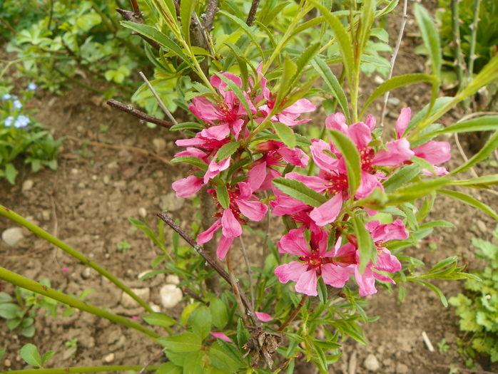 prunus tenella Kati