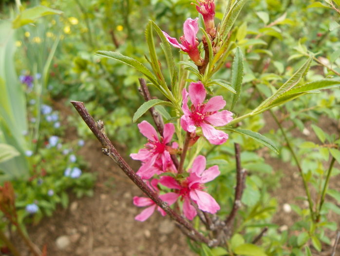 prunus tenella Kati