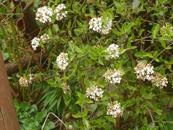 viburnum burkwoodii - Copacei si arbusti 2016