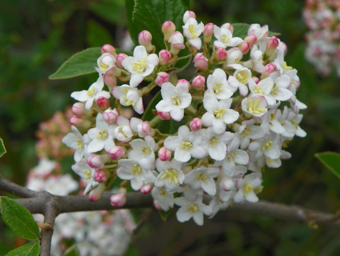 viburnum burkwoodii - Copacei si arbusti 2016