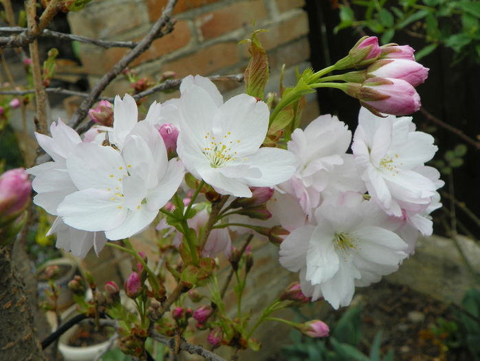 prunus Amanogawa - Copacei si arbusti 2016