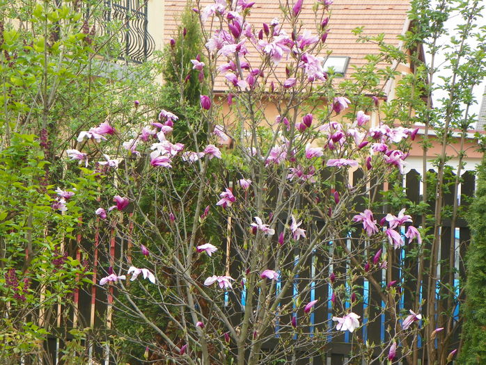 magnolia Susan - Copacei si arbusti 2016