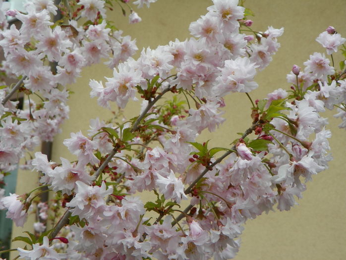 prunus incisa Oshidori - Copacei si arbusti 2016