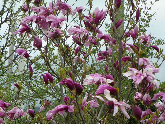 magnolia Susan - Copacei si arbusti 2016