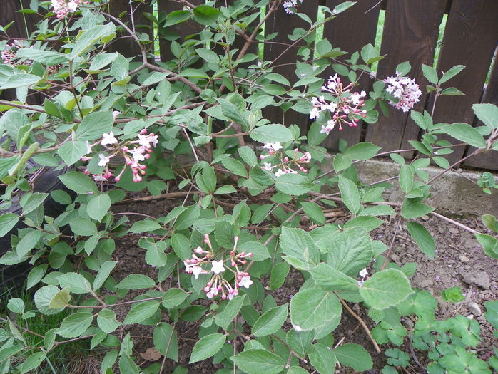viburnum carlesii - Copacei si arbusti 2016
