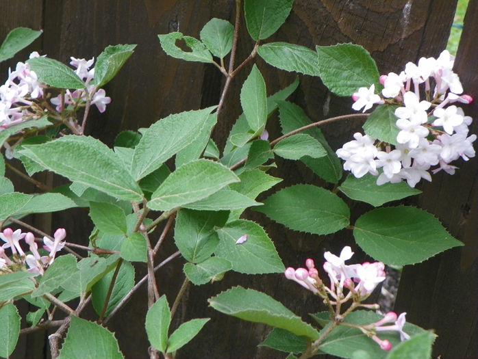 viburnum carlesii