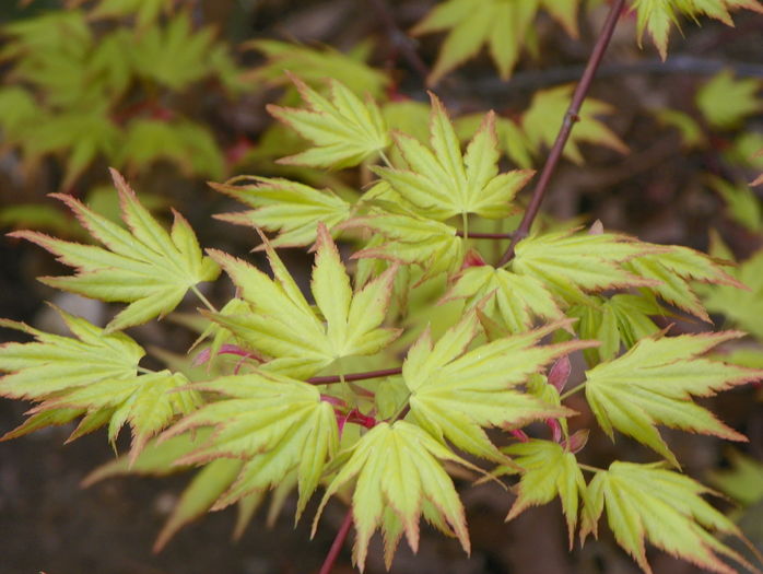 acer palmatum Orange Dream