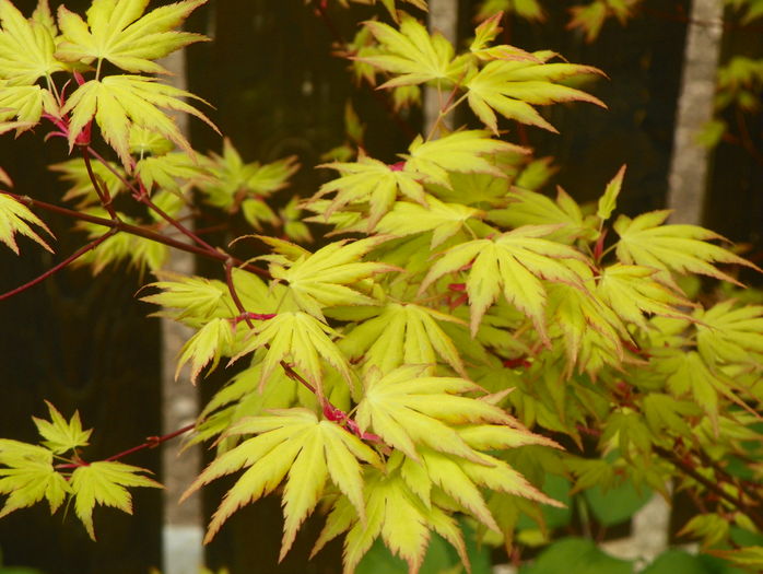 acer palmatum Orange Dream