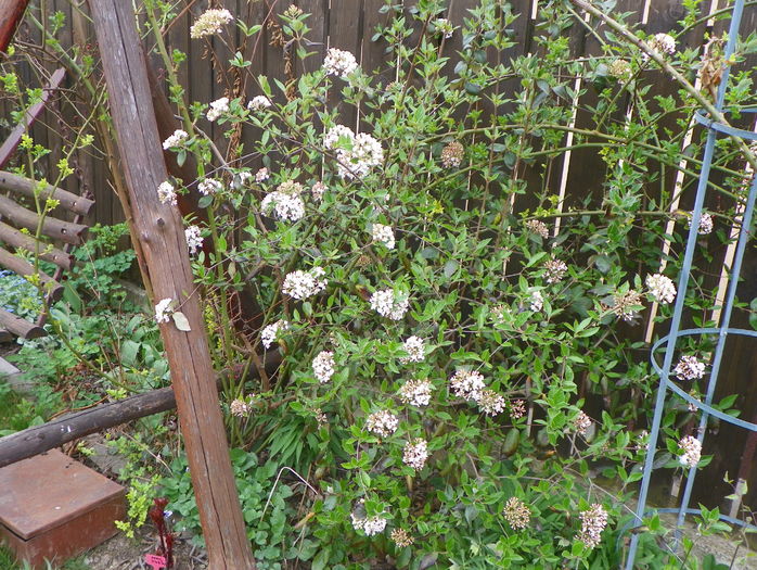 viburnum burkwoodii