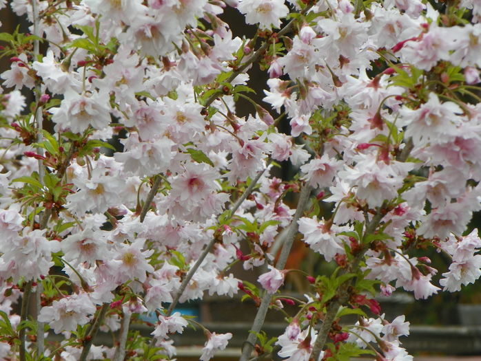 prunus incisa Oshidori