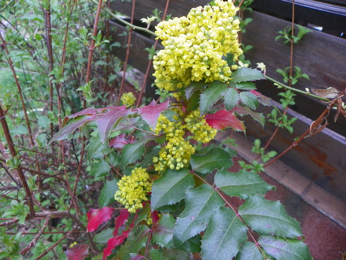 mahonia aquifolium