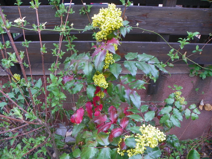 mahonia aquifolium