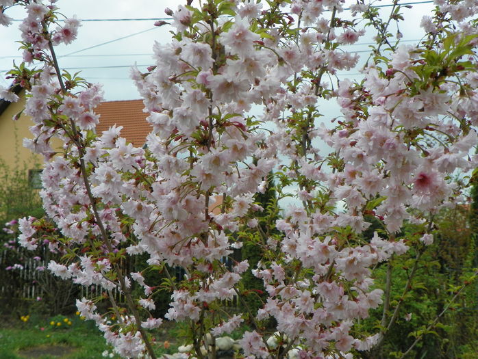 prunus incisa Oshidori