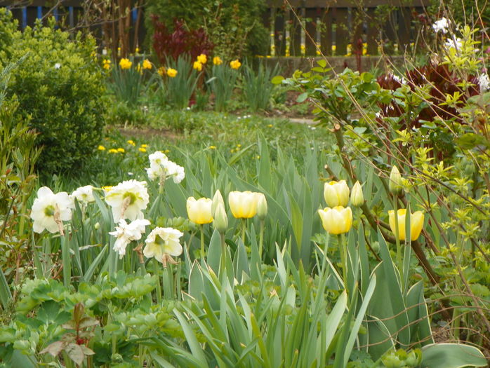 10 apr (44) - Gradina 2016