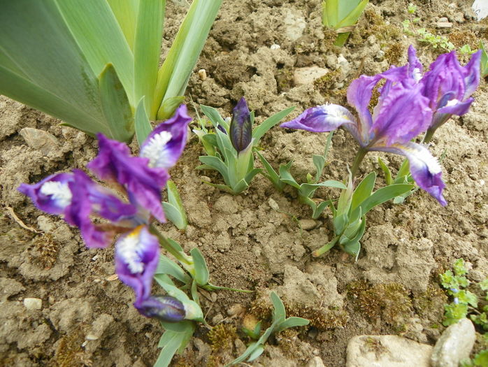 pumila - Irisi 2016
