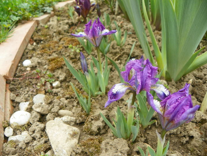 pumila - Irisi 2016
