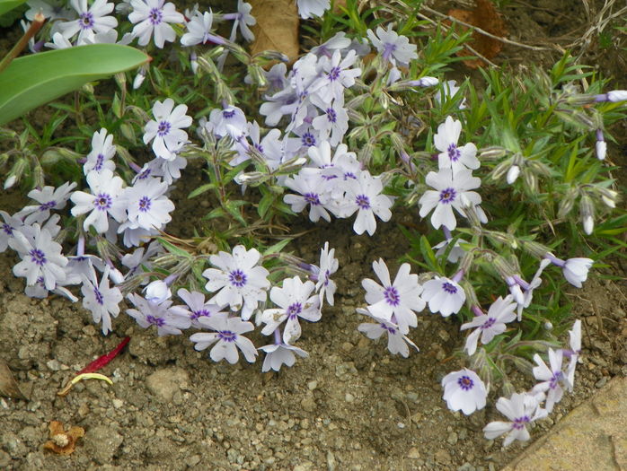 Bavaria - Phlox 2016