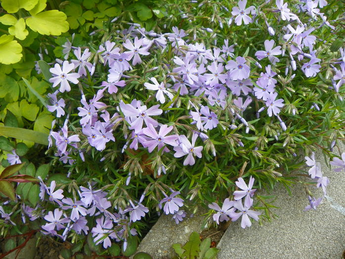 Emerald Cushion Blue - Phlox 2016