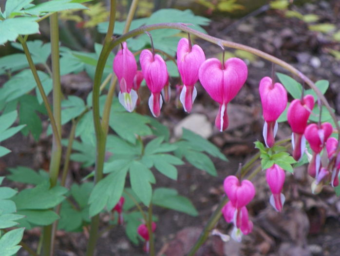 dicentra spectabilis